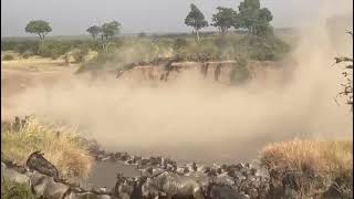 Wildebeest Crossings Masai Mara  August 2023 [upl. by Llertal]