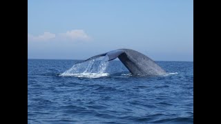 Blue Whale close encounter Newport Harbor California [upl. by Ayirp]