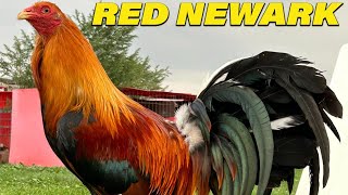 Albany Kelso 20k Col Givens Hatch Ruble  Red Newark Farm Beautiful Chicken [upl. by Abbotsen]