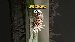 Zombie Ants The MindControlling Fungus [upl. by Stacee]