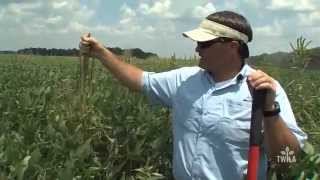 Controlling Pigweed [upl. by Lainey821]