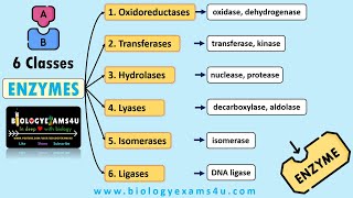 Classification and Nomenclature of Enzymes with Examples  6 Classes of Enzymes with Examples [upl. by Aronos442]