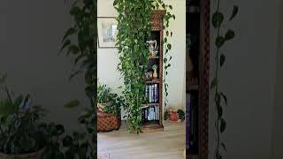 Long Vine Pothos Cuttings From My 16 Golden Pothos [upl. by Ronda]