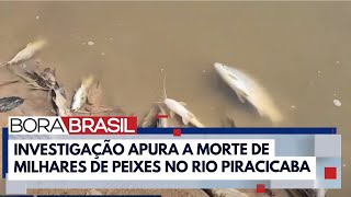 Milhares de peixes aparecem mortos nas margens do Rio Piracicaba I Bora Brasil [upl. by Entruoc]