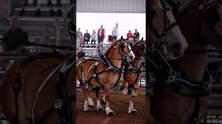 Amazing draft horses😍🤗🙌 [upl. by Tammi128]