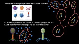 T4 Phage attacking Ecoli [upl. by Hewett]