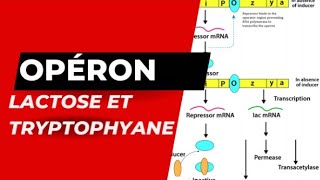 Opérons lactose et Tryptophane [upl. by Eeryn]