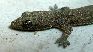 Common house gecko on coloured tiles  Hemidactylus frenatus [upl. by Aig584]