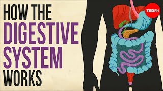 How your digestive system works  Emma Bryce [upl. by Aslehc]