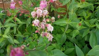 Aquilegia  the classic cottage garden flower [upl. by Ingalls602]