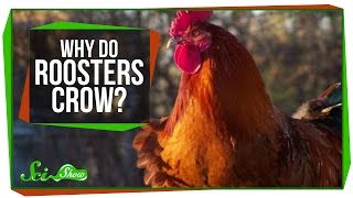 Why Do Roosters Crow [upl. by Boote]