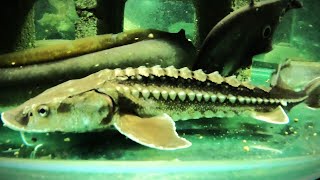 9 months later 1 white sturgeon lost to wasting disease seems to be a known for some of them [upl. by Oderfla]