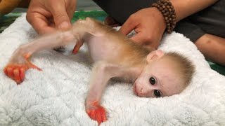 Baby monkey Bon receives special and attentive care from his father [upl. by Nairoc]