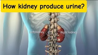 How kidney produce urine 3D animation Class 12 [upl. by Yared]