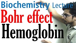 The bohr effect and hemoglobin [upl. by Scharff]