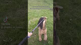 Airedale terrier pulling on the lead dogtraining airedaleterrier [upl. by Ross]