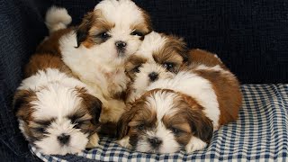 Topic How do Shih Tzus respond to being groomed or bathed at home [upl. by Greenwald]