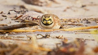 Dune Encounter Horned Larks Foraging in Coastal Wilderness [upl. by Melas]