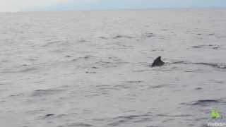 Gervais Beaked Whale Mesoplodon europaeus off Madeira Portugal [upl. by Primaveras]