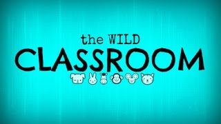 The WILD Classroom Intro to Arthropods [upl. by Marquardt]