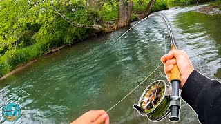 STREAMER FLY FISHING FOR GIANT BROWNS  Best Day of Trout Fishing [upl. by Llener21]