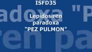 Lepidosiren paradoxa PEZ PULMON parte 23 [upl. by Nimzaj]