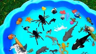 Lots of Zoo Wild Animals For Children  Lesson With Safari Videos [upl. by Ron]