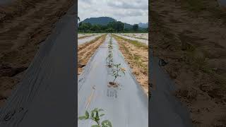 Grafted Tomato Cultivation dripirrigation mulching Horticulture rayagada Ramanaguda farming [upl. by Jaycee]