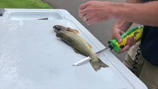 How To Fillet Walleye With Electric Fillet Knife  FULL TUTORIAL For Boneless Fillets [upl. by Ekoorb16]