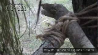 Jack Brittinghams Tanzania Adventures  African Lion Hunt  Selous Game Reserve [upl. by Orji]