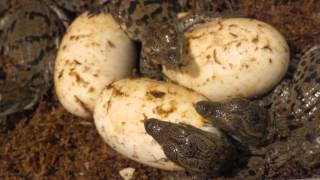 Gatorland Nile Crocodiles Hatching [upl. by Akiemat]