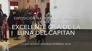 Osa de la luna del capitán excelente Joven Exposición nacionalArmilla 2018 [upl. by Sumer]