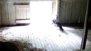 Missouri Turkey Vultures Live Stream [upl. by Divod]