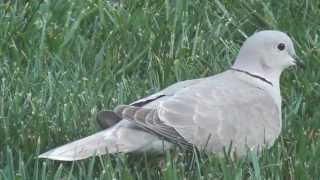 eurasian collared dove [upl. by Weinshienk385]