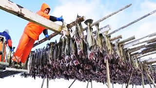 Millions of Codfish Fishing Vessel  Salted Cod Processing in Factory  Catch Hundreds Tons Cod Fish [upl. by Kcirneh]