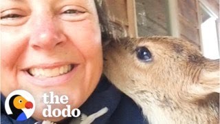 Woman Discovers An Orphaned Fawn On Her Lawn  The Dodo [upl. by Olatha]