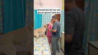 Brownie ko bhi ghumi ghumi Jana hai 💫 shorts comedy husbanwifecomedy doglover dog labrador [upl. by Samson]