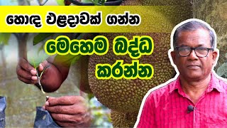 කොස් පැලයක් නිවැරදිව බද්ධ කරන්නේ මෙහෙමයි  Jackfruit  Ceylon Agri  Episode 382 [upl. by Meenen]