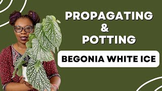 Begonia PROPAGATION And Care For BEGINNERS [upl. by Anowahs]