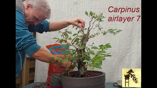 Carpinus airlayer 7 [upl. by Imotas]