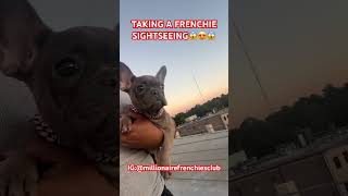 EXOTIC FRENCHIE PUP😍‼️ frenchie dogs puppy frenchbulldogpuppy shorts frenchbulldog [upl. by Day]