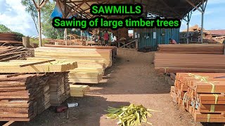 SAWMILLS Sawing of large timber trees [upl. by Toogood]