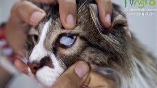 Síntomas de la Hemobartonelosis felina  TvAgro por Juan Gonzalo Angel [upl. by Odell]