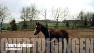 PaardencoachTips Werkvorm over Overtuigingen [upl. by Hannah]