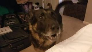 German Shepherd Throws a Temper Tantrum [upl. by Gothart]