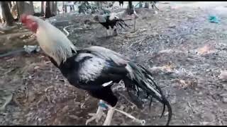 Visit parrot beak long tail aseel farmAtifPervaizv8e [upl. by Eneri41]