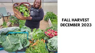 FALL GARDEN HARVEST ZONE 7 GARDENING [upl. by Woodrow266]