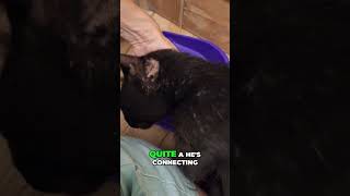 Heartwarming Recovery Saving a Stray Cats Life [upl. by Aicilana]