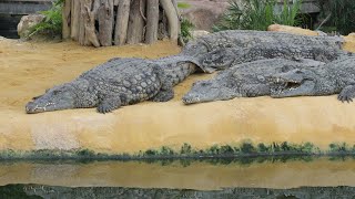 Crocodiles Du Nil  Nile Crocodiles  Ferme Aux Crocodiles Pierrelatte 2018 [upl. by Salis]