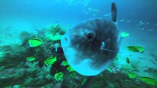 ISLA DE LA PLATA DIVE IN ECUADOR MOLA MOLA MANTA RAY MUST WATCH GoPro Hero [upl. by Atelra954]